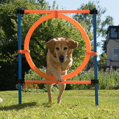 Agility Fun & Sport -rengaseste - rengaseste, Ø 55 cm